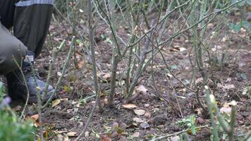 person kneeling on soil, cutting tree branches with scissors video