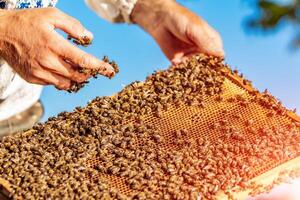 hands of man shows a wooden frame with honeycombs on the background of green grass in the garden photo