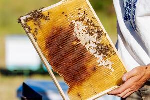 The beekeeper holding a honeycomb with bees. Frames of a bee hive. Apiculture photo