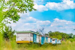 Hives in an apiary. Life of worker bees. Work bees in hive. Apiculture photo