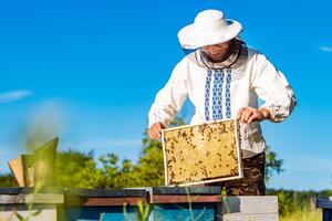 Beekeeper inspecting honeycomb frame at apiary at the summer day. Man working in apiary. Apiculture. Beekeeping concept. photo