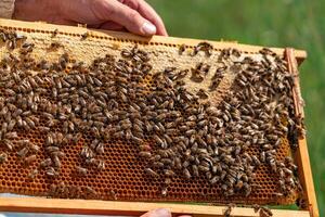 el manos de un apicultor sostiene un miel célula con abejas. amarillo marcos de un Colmena recoge Miel. colmenar concepto. foto