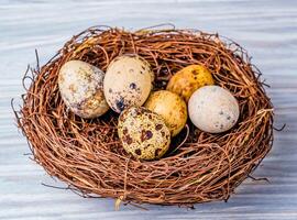 quail eggs in the nest. Birds eggs in nest on rustic wooden background photo