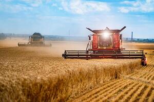 grano cosecha combinar en un soleado día. amarillo campo con grano. agrícola técnica trabajos en campo. foto