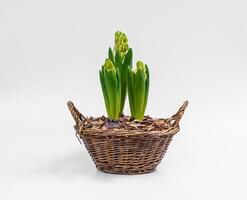 Growing hyacinth. Hyacinths bulb. Spring flower on white background. Hyacinthus orientalis photo