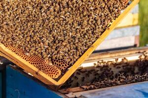 Frames of a beehive. Working bees in a hive. Bees turn nectar into honey photo