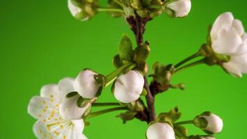 lasso di tempo di primavera fiori apertura. bellissimo primavera albero di mele fiorire aprire. bianca fiori fioritura su verde sfondo. macro sparo. video