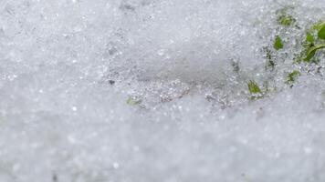 macro time-lapse schot van glimmend deeltjes van smelten sneeuw en Open groen gras en Afdeling. verandering van seizoen van winter naar voorjaar in de Woud. video