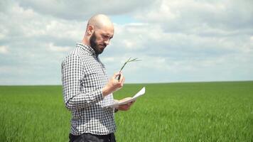 Agronomist or farmer examines the growth of wheat. Farmer examines the field of cereals video