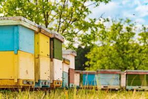 vistoso de madera colmenas en el césped y abejas trayendo polen para miel en el natural antecedentes. muchos abejas volador en y fuera cerca el zona de urticaria. foto