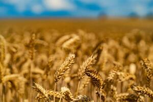 Wheat in the farm. Mature ears of wheat in field photo