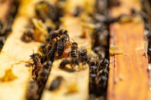 Apiculture. Honey bees on wooden frames in beehive. Bees in the hive convert nectar to honey photo