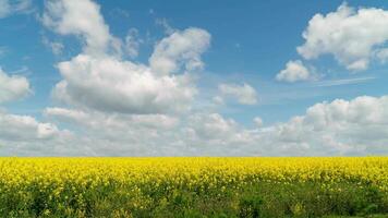 Rapeseed blooming plants against beautiful sky. Time lapse video