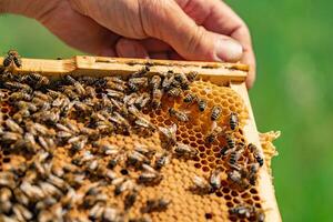 humano mano sostiene un de madera marco con panal y abejas adentro. de cerca foto