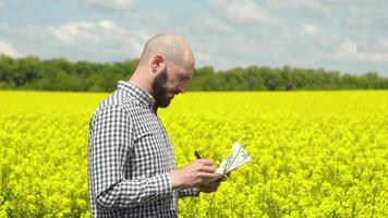 Agronomist or farmer examining rapeseed blooming plants. Rapeseed field video