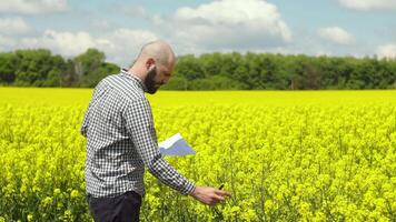 Farmer examining rapeseed blooming plants. Rapeseed field video