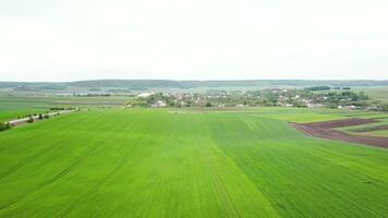 Aerial view of farming tractor spraying on field with sprayer, herbicides and pesticides. Tractor is spraying pesticides on grain field video