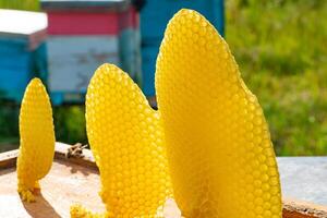 rounded honeycombs with honey are in the garden on the background of beehives. Close-up photo