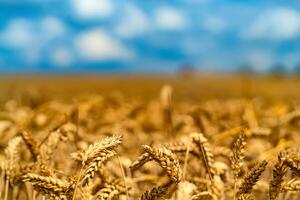 Wheat field. Ears of golden wheat close up. Rural Scenery under Shining Sunlight. Harvesting photo