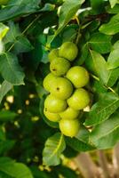 un lote de nueces en un árbol en un soleado día. foto