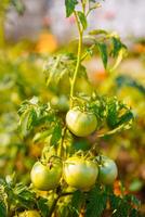 Green tomato growing on twig. Natural garden vegetables photo