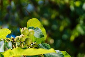 Bunch of green unripe walnuts on a branch with natural background. Walnut, raw walnut, green walnuts. Close-up photo