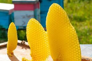 Apiculture. Bee honey collected in the yellow beautiful honeycomb. Bees in the hive convert nectar to honey photo