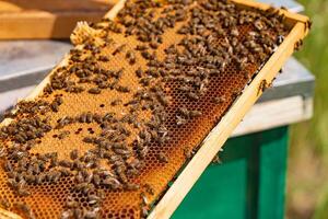 Hardworking bees on honeycomb in apiary.Many bees on a yellow frame on the green hive. Apiary concept. photo