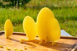 Bees make honey. Bee honey collected in the yellow beautiful honeycomb. Apiculture photo