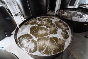 Shrimp breeding farm. Inside a shrimp farm photo