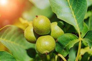 Green fruit of the walnut on the branch. Walnut tree photo