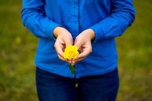 amarillo Rosa con mujer manos. cerca arriba mano sostener amarillo Rosa flor foto