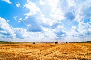 cosecha tiempo. combinar segador trabajando en un trigo campo foto