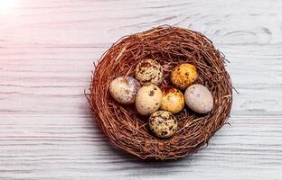 Brown nest with fragility speckled quail eggs on the light background. Fresh raw eggs with spots lying in the nest. Space for text photo