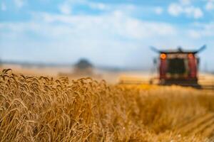 Corn in field closeup. Red grain harvesting combine in a sunny day in a blurred background . Yellow field with grain. Agricultural technic works in field. photo