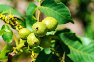 Green walnuts unripen on branch of tree with green leaves. Branch of walnuts and green leaves growing on a tree. Close-up photo