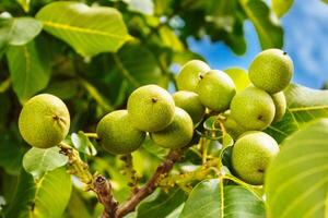 Green nuts on a tree. A lot of nuts on a tree on a sunny day. photo