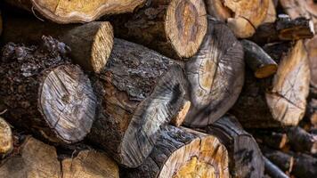 Wooden Logs. Cross section of the tree. Trunks of trees stacked close-up. Wooden background photo