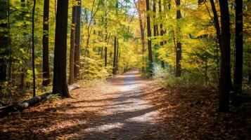 AI generated Leaf covered path through the woods photo