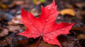 AI generated Closeup of a single red maple leaf photo