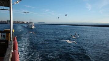 Many seagulls flying behind the moving ferryboat in Istanbul in a sunny day in two time slow motion video