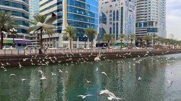 Seagulls during sunset, Sharjah city during sunset, beautiful sunset and blue sky. High quality 4k footage video