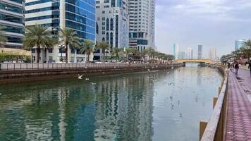meeuwen gedurende zonsondergang, Sharjah stad gedurende zonsondergang, mooi zonsondergang en blauw lucht. hoog kwaliteit 4k beeldmateriaal video