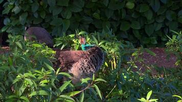 pavos reales caminar en el jardín durante el tiempo de día video