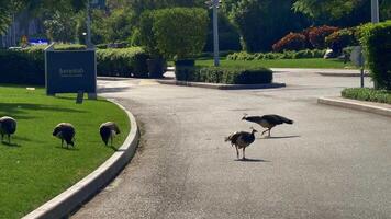 pavos reales caminar en el jardín durante el tiempo de día video