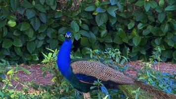 pavos reales caminar en el jardín durante el tiempo de día video