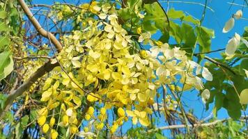 Golden Shower tree with beautiful tropical yellow flowers blossoms Mexico. video