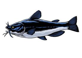 Hand Drawn of Catfish Illustration vector