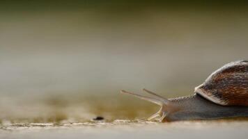 escargot glissement lentement sur le asphalte à le coucher du soleil video