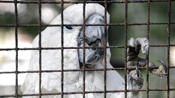 Caged white cockatoo with expression of sadness and claw grating in zoo video